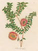 Melaleuca hypericifolia - Gaetano Savi — näkymä teoksesta