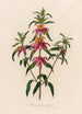 Monarda punctata - Gaetano Savi — näkymä teoksesta