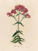 Phlox suffruticosa - Gaetano Savi — näkymä teoksesta