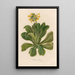 Primula palinuri - Gaetano Savi — kehystetty taideteos seinällä