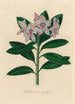 Rhododendron ponticum - Gaetano Savi — näkymä teoksesta