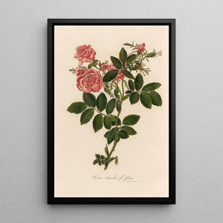 Gaetano Savi - Rosa Lucida fle pleno.webp