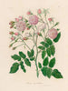 Rosa noisettiana - Gaetano Savi — näkymä teoksesta