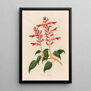 Gaetano Savi - Salvia Splendes.webp