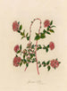 Spiraea bella - Gaetano Savi — näkymä teoksesta