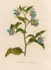 Symphytum asperrimum - Gaetano Savi — näkymä teoksesta