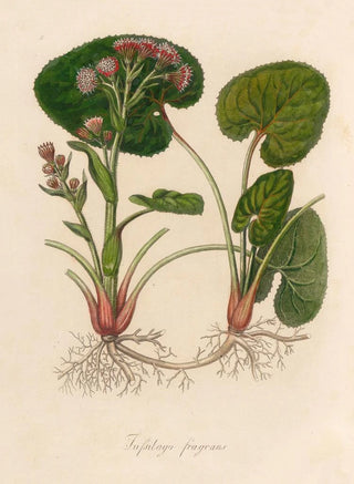 Gaetano Savi - Tussilago fragrans.webp