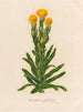 Xeranthemum glabrum - Gaetano Savi — näkymä teoksesta