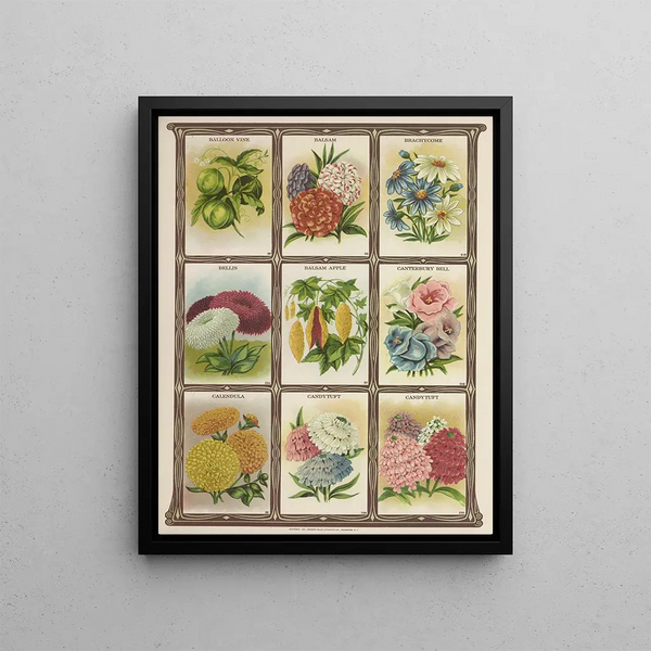Genesee Valley Lithograph Co - Baloon Vine Balsam Brachycome Bellis.webp