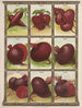 Punajuuret - Genesee Valley Lithograph & Co.. — näkymä teoksesta