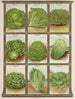 Laitue - Genesee Valley Lithograph & Co.. — näkymä teoksesta