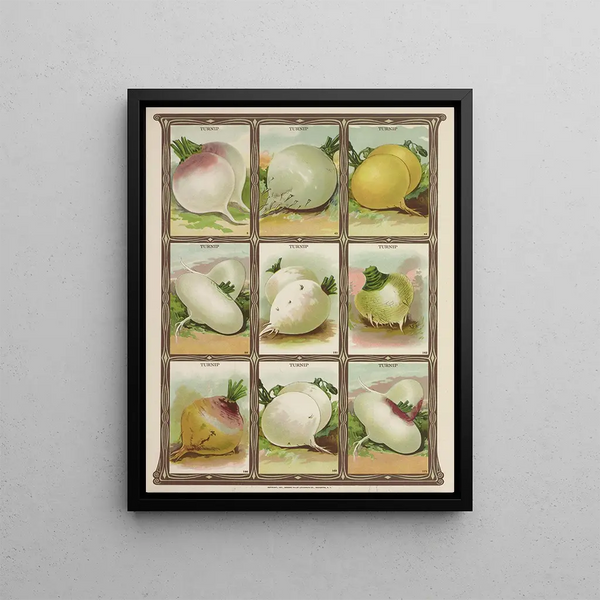 Genesee Valley Lithograph Co - Turnip.webp