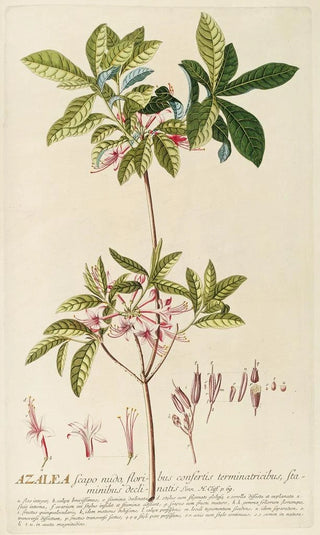 Georg Dionysius Ehret - Azalea.webp