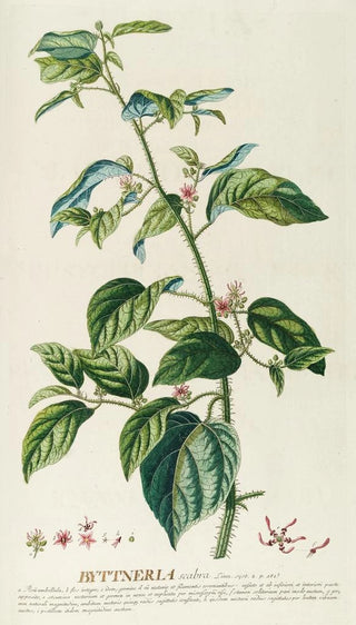 Georg Dionysius Ehret - Byttneria.webp