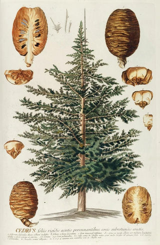 Georg Dionysius Ehret - Cedrus III.webp