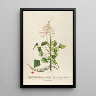 Georg Dionysius Ehret - Corallodendron.webp