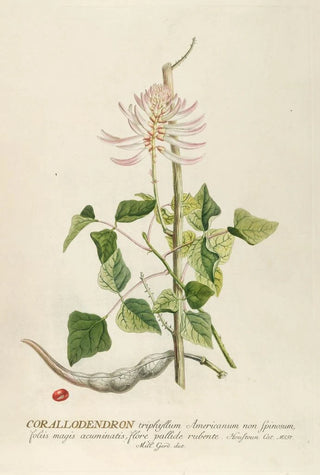 Georg Dionysius Ehret - Corallodendron.webp