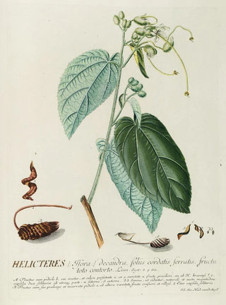 Georg Dionysius Ehret - Helicteres.webp