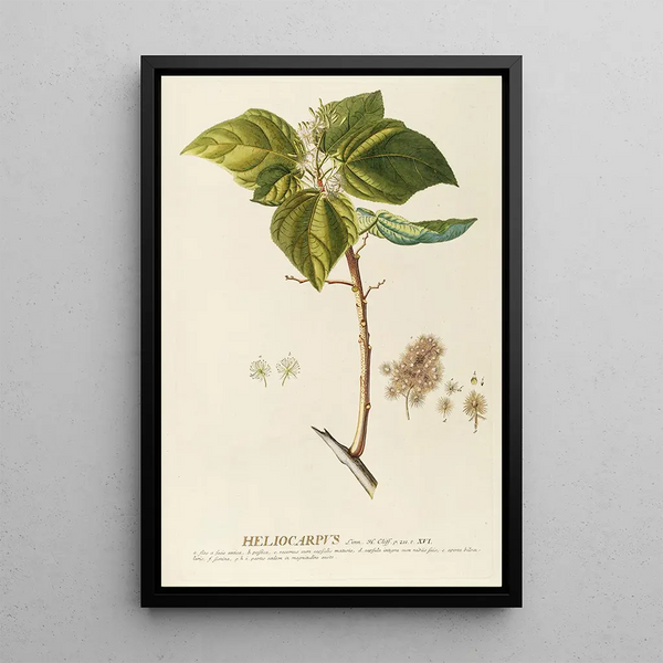 Georg Dionysius Ehret - Heliocarpus.webp