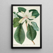Magnolia III - Georg Dionysius Ehret — kehystetty taideteos seinällä