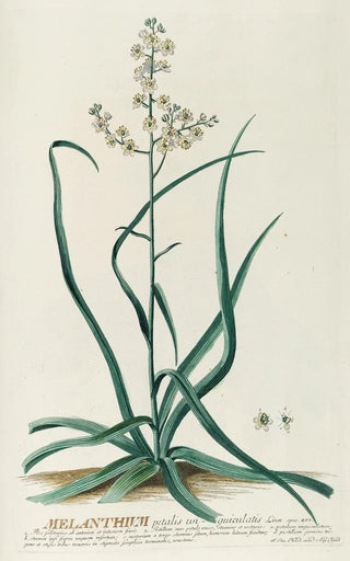 Georg Dionysius Ehret - Melanthium.webp