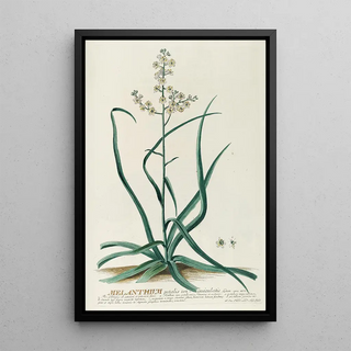 Georg Dionysius Ehret - Melanthium.webp