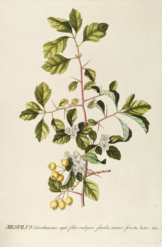 Georg Dionysius Ehret - Mespilus.webp