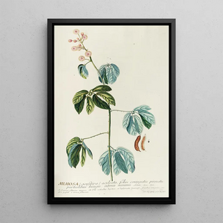 Georg Dionysius Ehret - Mimosa.webp