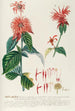 Monarda - Georg Dionysius Ehret — näkymä teoksesta