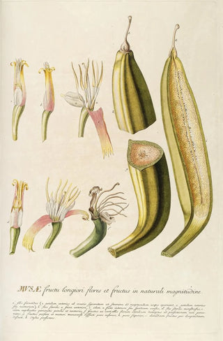 Georg Dionysius Ehret - Musae II.webp