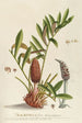 Palmifolia - Georg Dionysius Ehret — näkymä teoksesta