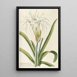 Georg Dionysius Ehret - Pancratium.webp