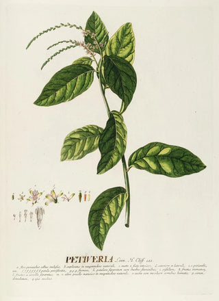 Georg Dionysius Ehret - Petiveria.webp