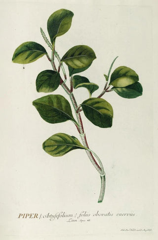 Georg Dionysius Ehret - Piper.webp