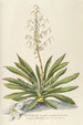 Yucca - Georg Dionysius Ehret — näkymä teoksesta