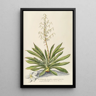 Georg Dionysius Ehret - Yucca.webp