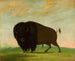 Bison paistamassa preerialla - George Catlin — näkymä teoksesta