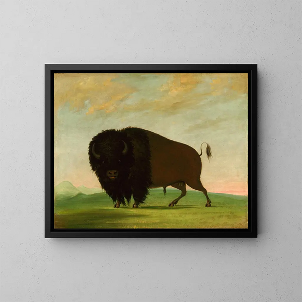 Bison paistamassa preerialla - George Catlin — kehystetty taideteos seinällä
