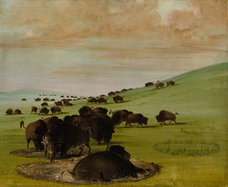 Bisons dans un trou d'eau - George Catlin — näkymä teoksesta