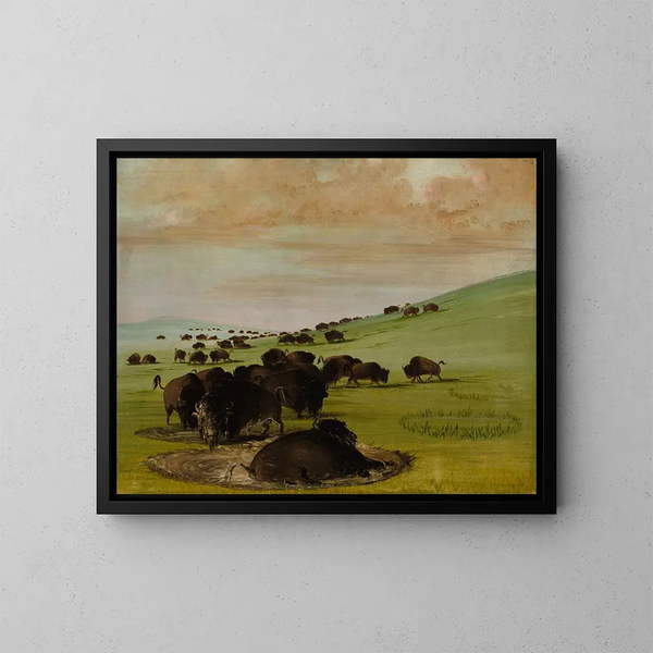 Bisons dans un trou d'eau - George Catlin — kehystetty taideteos seinällä