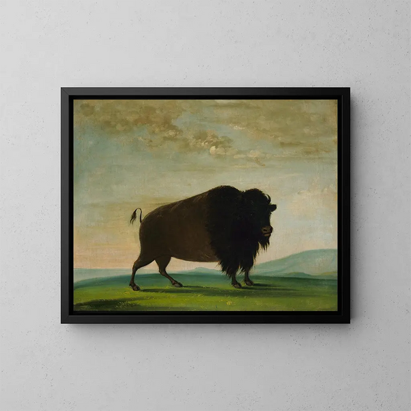 Vache buffle paissant dans la prairie - George Catlin — kehystetty taideteos seinällä