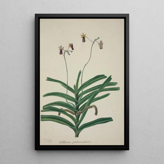 George De Alwis - Mon Jardin a Ceylan Pl017.webp