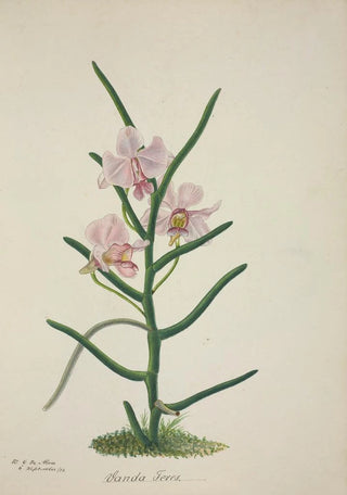 George De Alwis - Mon Jardin a Ceylan Pl022.webp