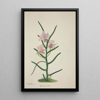 George De Alwis - Mon Jardin a Ceylan Pl022.webp