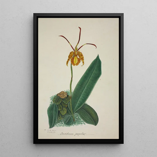 George De Alwis - Mon Jardin a Ceylan Pl024.webp