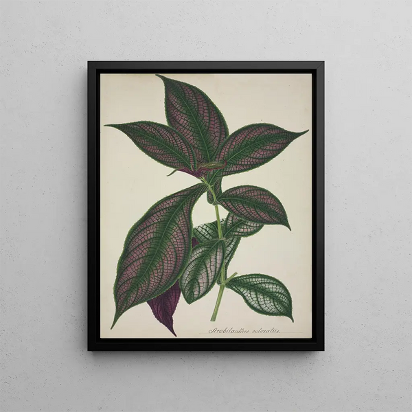 George De Alwis - Mon Jardin a Ceylan Pl028.webp