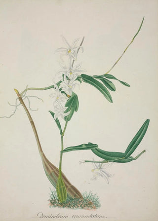 George De Alwis - Mon Jardin a Ceylan Pl032.webp