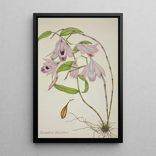 George De Alwis - Mon Jardin a Ceylan Pl045.webp