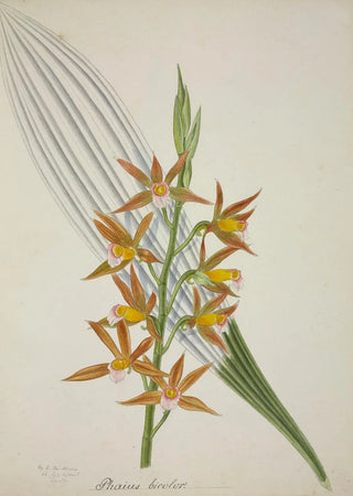 George De Alwis - Mon Jardin a Ceylan Pl058.webp