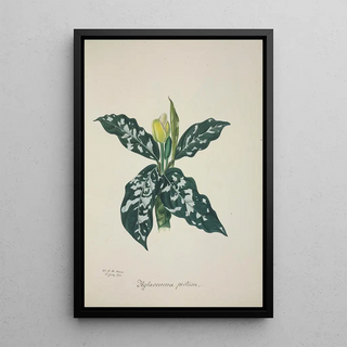 George De Alwis - Mon Jardin a Ceylan Pl063.webp